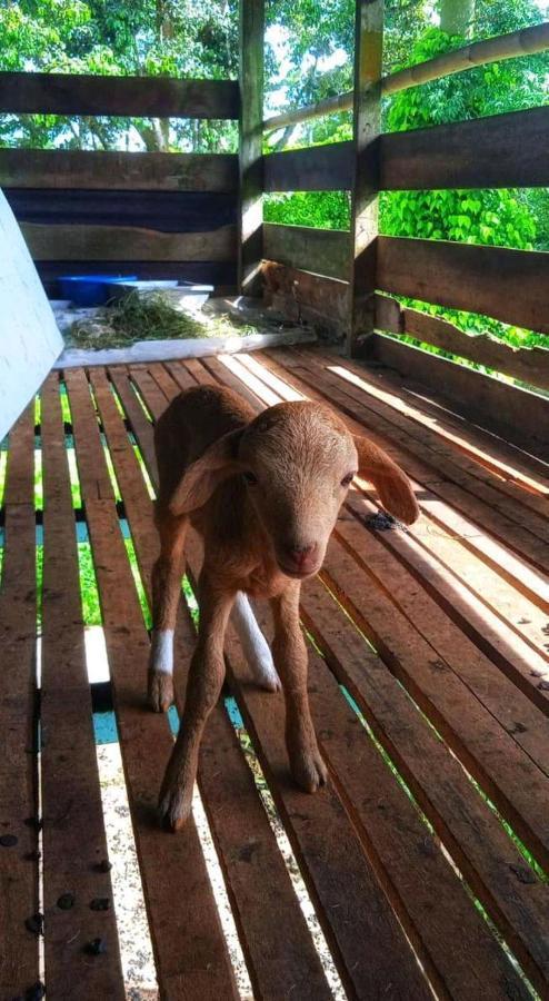 Awanaz Farmstay With Pool And Farm Animal Jitra Kedah Exterior photo